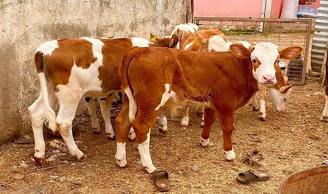 Şap Hastalığına Karşı Yeni Tedbirler! Hayvan Pazarları Kapatıldı