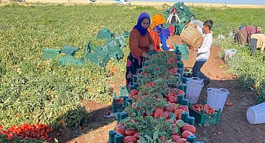 Siverek’te Hasat Zamanı: Kurutmalık ve Salçalık Domatesler Tarladan Sofraya