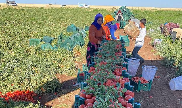 Siverek’te Hasat Zamanı: Kurutmalık ve Salçalık Domatesler Tarladan Sofraya