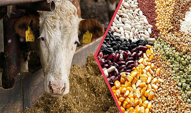 Tarım ve Orman Bakanlığı’ndan Çiftçilere 344 Milyon Liralık Destek Ödemesi