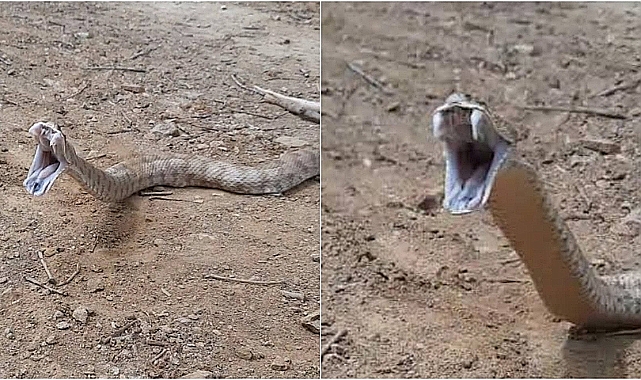 Tarlada Çalışan Çiftçi Yılanın Saldırısına Uğradı