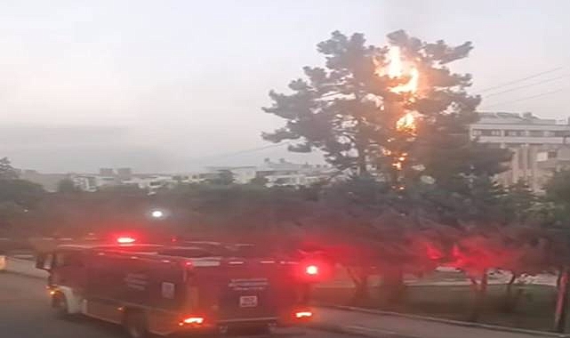 Urfa’da Elektrik Tellerine Takılan Ağaç Alev Aldı