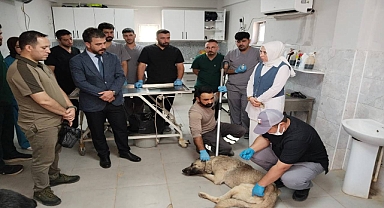 Urfa’da Sahipsiz Hayvanlar İle İlgili Çalışmalar Devam Ediyor