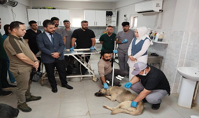 Urfa’da Sahipsiz Hayvanlar İle İlgili Çalışmalar Devam Ediyor