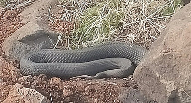 Urfa’da Tarlada Sulama Yapan Genci Yılan Isırdı! 
