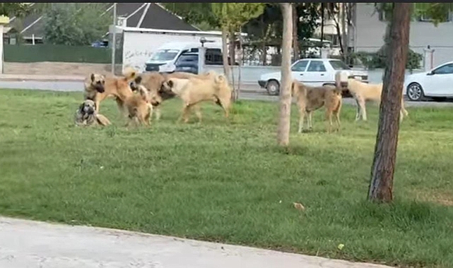 Viranşehir Tren Yolu Parkı'nda Sokak Köpeği Sorunu: Vatandaşlar Tepkili