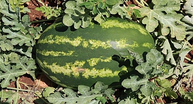 Yaylak Karpuzunun Lezzeti Dağlardan Geliyor!