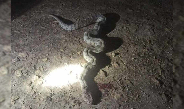 Zehirli Yılan Eve Girmeye Çalışınca Etkisiz Hale Getirildi