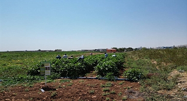 Büyükşehir, Ata Tohumlarıyla Yerel Üretimi Güçlendiriyor
