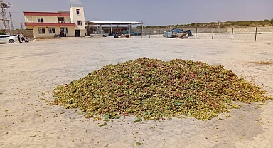 Düşük Rekolteli Urfa Fıstığı Fiyatta Rekor Kırabilir