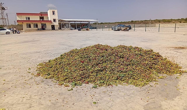Düşük Rekolteli Urfa Fıstığı Fiyatta Rekor Kırabilir