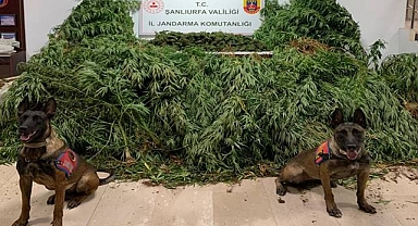 Jandarmadan Haliliye’de Zehir Operasyonu! 2 Gözaltı 