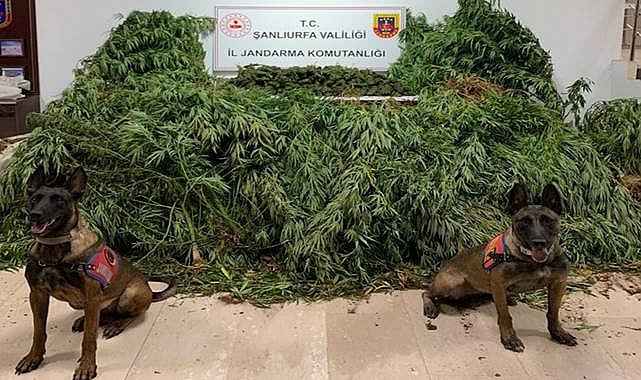 Jandarmadan Haliliye’de Zehir Operasyonu! 2 Gözaltı 