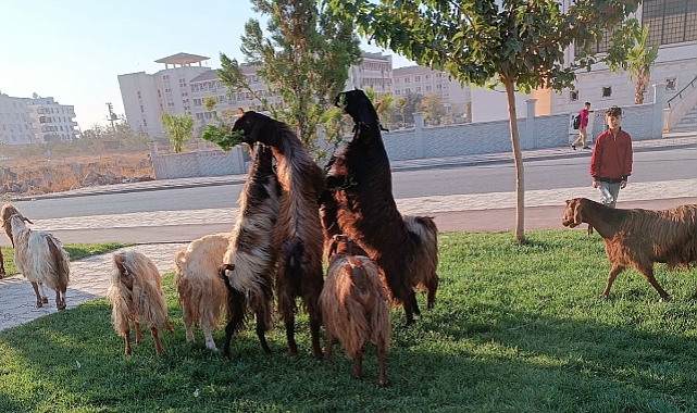 Mera Değil Park! Keçileri Parka Saldılar