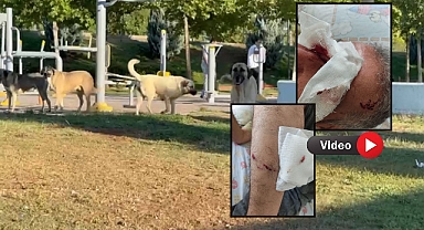 Şanlıurfa’da Başıboş Köpek Dehşeti: Sporcular Ölümden Döndü