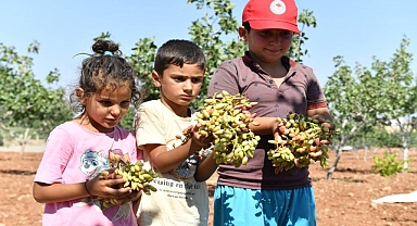Şanlıurfa’da Boz Fıstık Hasadı Başladı
