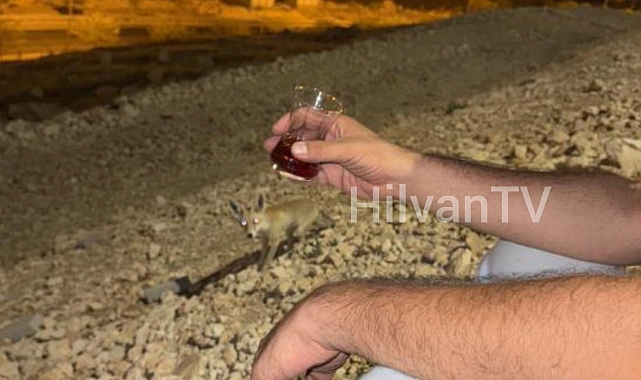 Şanlıurfa’da Doğa Dostu Davranış: Tilkiye Zarar Vermediler, İlgi Gösterip Gitmesine İzin Verdi