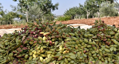 Şanlıurfa’da fıstık fiyatı güncellendi