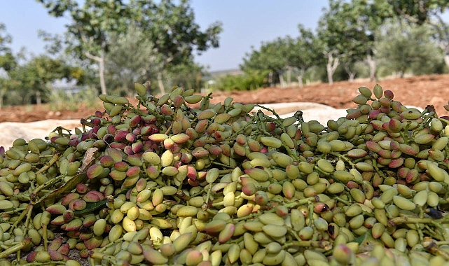 Şanlıurfa’da fıstık fiyatı güncellendi