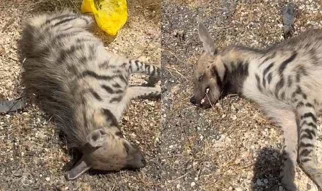 Şanlıurfa'da Soyu Tükenme Tehlikesi Altındaki Çizgili Sırtlan Telef Oldu