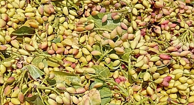 Şanlıurfa’da Su Altı Fıstık Fiyatı Güncellendi! 