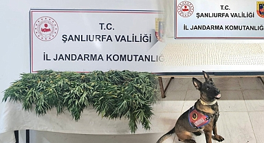 Şanlıurfa’da Uyuşturucu Operasyonu: 2 Şüpheli Yakalandı
