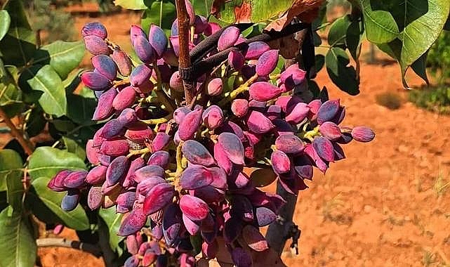 Şanlıurfalı Fıstık Üreticilerine Uyarı: Piyasada Manipülasyon İddiaları