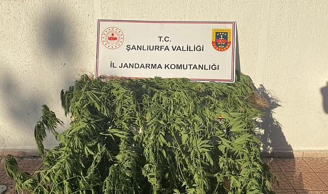 Siverek’te Jandarmadan Uyuşturucu Operasyonu