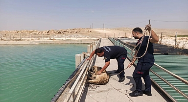 Sulama Kanalına Düşen Boncuk Kurtarıldı