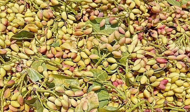 Urfa’da Fıstık Fiyatları Haftaya Düşüşle Başladı!