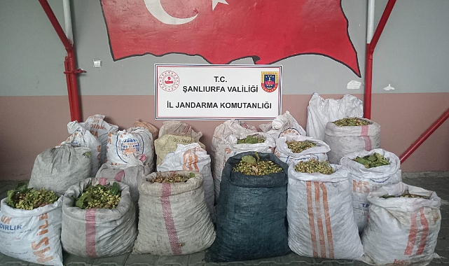 Urfa’da Fıstık Hırsızlığı Operasyonu: 13 Şüpheli Yakalandı