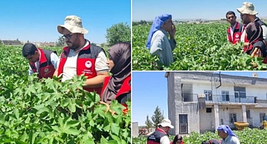 Urfa’da Tarım Ekiplerinden Çiftçilere Hastalık ve Zararlı Uyarısı