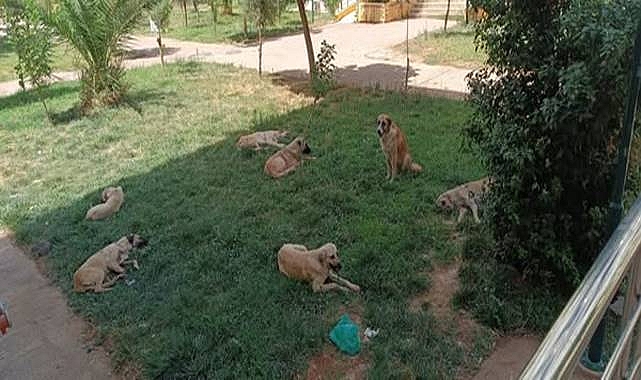 Viranşehir TOKİ Konutları’nda Başıboş Köpek Endişesi