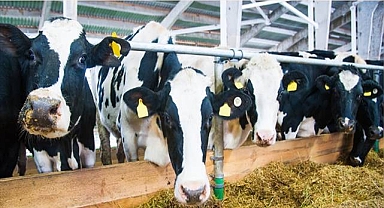 6 İlde Daha Hayvan Pazarları Bugün Açıldı