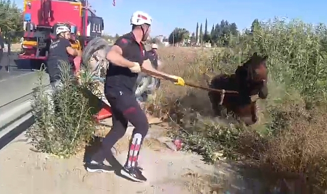 Haliliye’de Tahliye Kanalına Düşen At Kurtarıldı