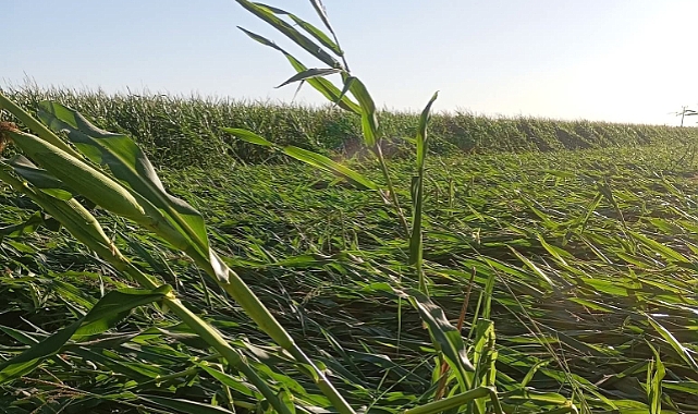 Harran Ovası’nda Şiddetli Rüzgar Mısır Tarlalarını Vurdu