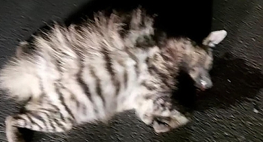 Nesli Tehlike Altındaki Çizgili Sırtlan Urfa’da Araç Çarpması Sonucu Telef Oldu 