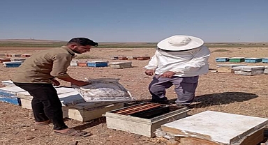 Şanlıurfa Arıcılıkta Yükselişe Geçti: Bal Üretimi 2,5 Kat Arttı