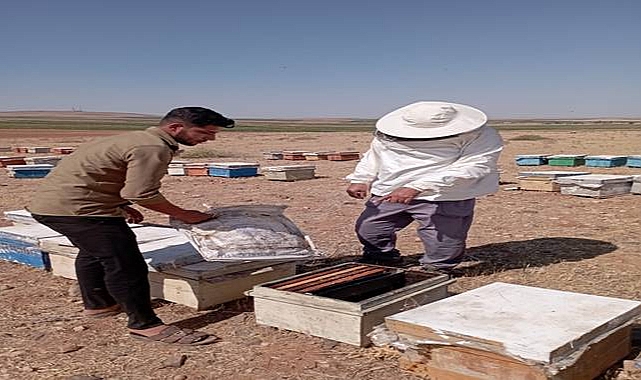 Şanlıurfa Arıcılıkta Yükselişe Geçti: Bal Üretimi 2,5 Kat Arttı