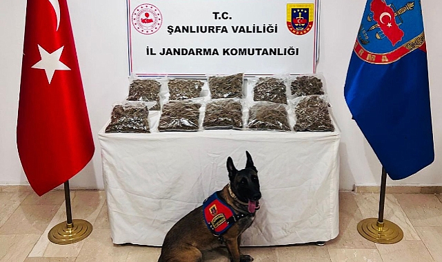 Şanlıurfa’da 7 Kilo Skunk Ele Geçirildi: 6 Tutuklama