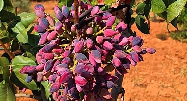 Şanlıurfa’da Fıstık Fiyatları Belli Oldu!