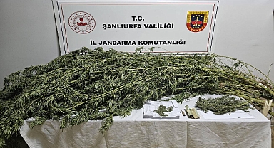 Urfa'da Uyuşturucu Operasyonu: 330 Gram Esrar ve 21 Kenevir Bitkisi Ele Geçirildi