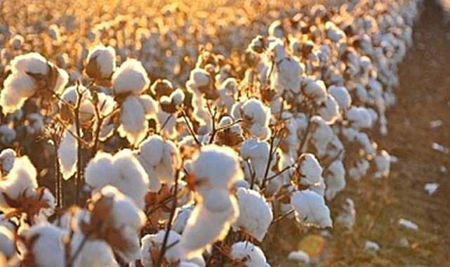 Viranşehir’de 2025 Yılı Pamuk ve Mısır Hasat Ücretleri Belirlendi