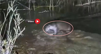 Halfeti’de Tatlı Su Samuru Görüntülendi!