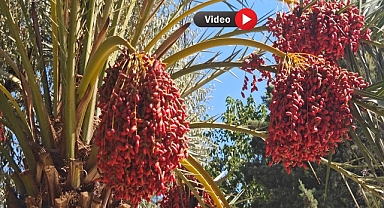 Tarihin Kalbinde Tarımsal Mucize: Balıklıgöl’de Medine Hurması