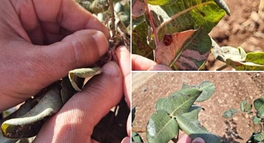 Ziraat Doktorlarından Şanlıurfa’da Fıstık Bahçelerine Yakın Takip