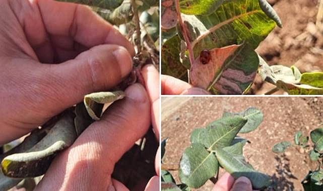 Ziraat Doktorlarından Şanlıurfa’da Fıstık Bahçelerine Yakın Takip