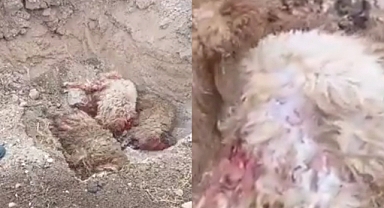 Ceylanpınar’da Başıboş Köpekler Ahıra Girdi: 4 Koyun Telef Oldu