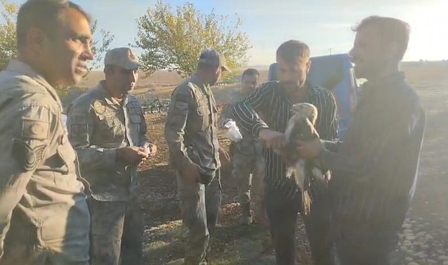 Hilvan’da Yaralı Şahin Kurtarıldı