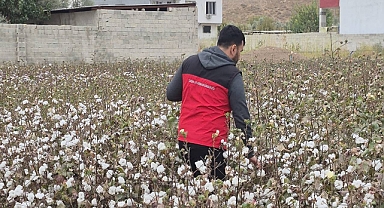 Urfa’da Pamuk Hasadında Sıkı Denetim: Kör Koza ve Biçerdöver Kontrolleri Yapıldı